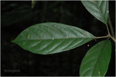 Baccaurea courtallensis